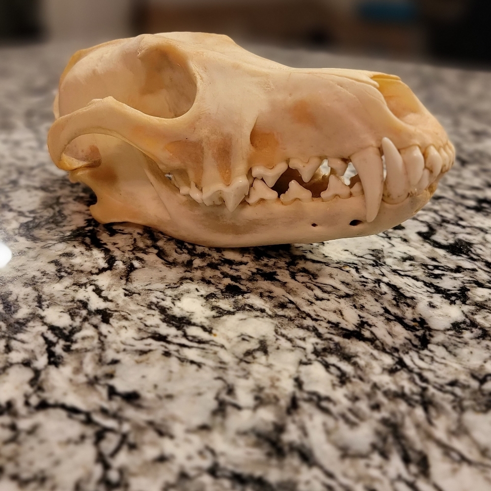 REAL Coyote Skull Oddites Specimens Decor